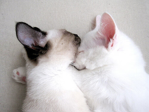 Kaiyun APP-“西甲战火不断：实力派俱乐部拼尽全力”，西甲俱乐部球队