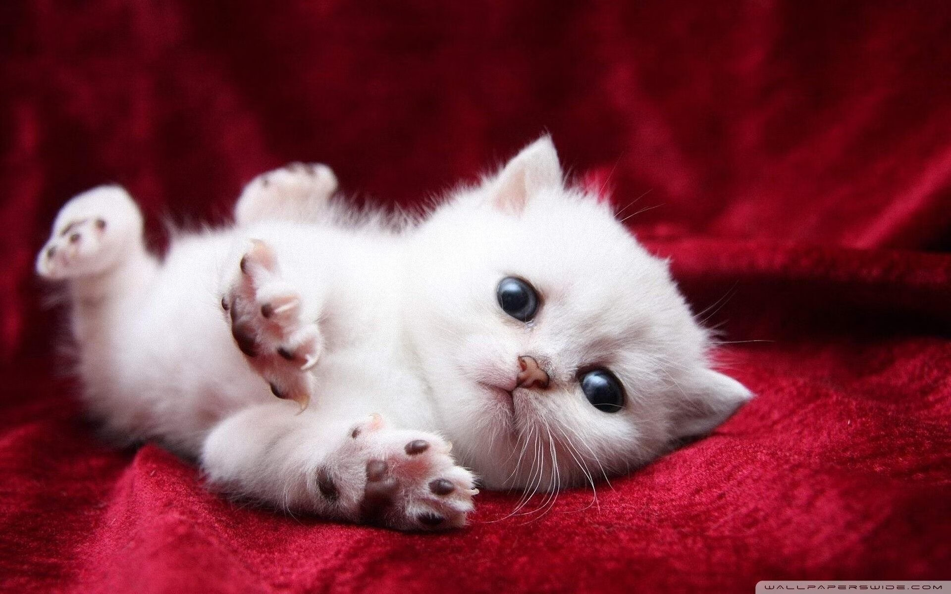 开云·体育官网APP下载-健康足球理念深入人心，校园体育生活面貌持续改善，校园足球的理念