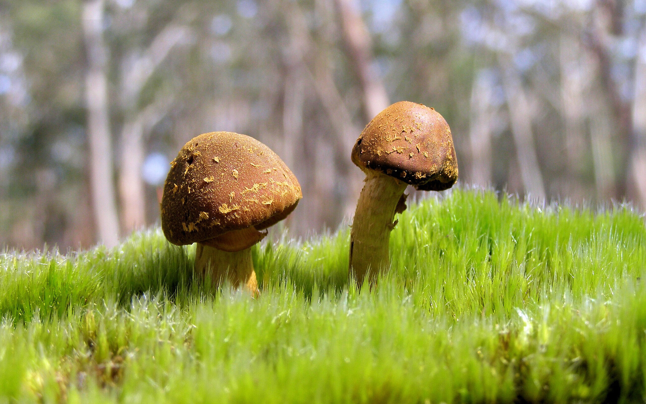 Kaiyun APP-科比：用“比賽精神”點燃了整個籃球世界的火焰！，科比篮球精神是什么