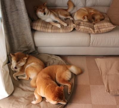 kaiyun中国官方网站-赛季中期，斯托亚科维奇场均砍下28分，带领球队稳固“季后赛位置”！