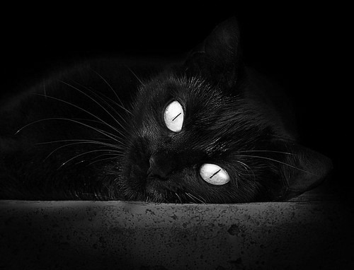 kaiyun官方网站-T1战队蝉联国际冠军，t1战队比赛