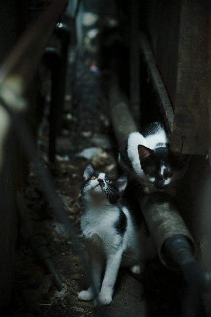 开云网页版-尤文图斯主场力克都灵，实现主场三连胜，尤文图斯对阵都灵德比直播