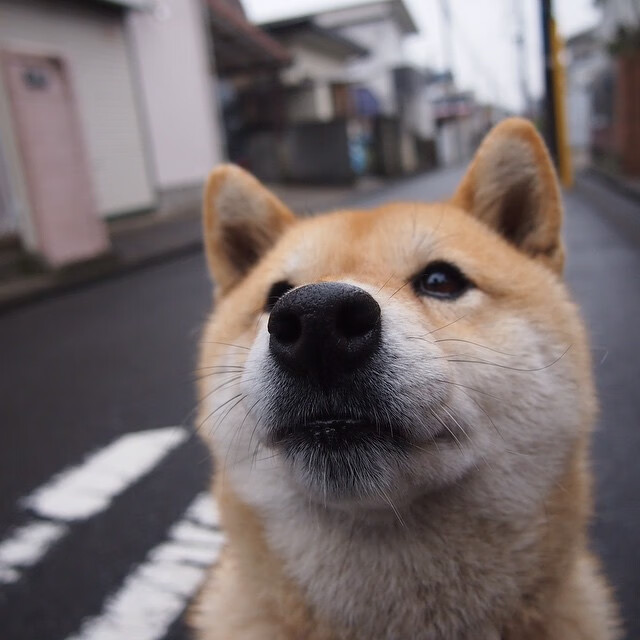 开云入口-索肖主场爆冷负于尼姆，比分惨重，索肖对巴黎fc预测分析