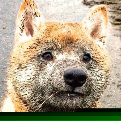 kaiyun登录入口-中国女篮战术执行力稳步提升 战绩持续向好，中国女篮战况如何