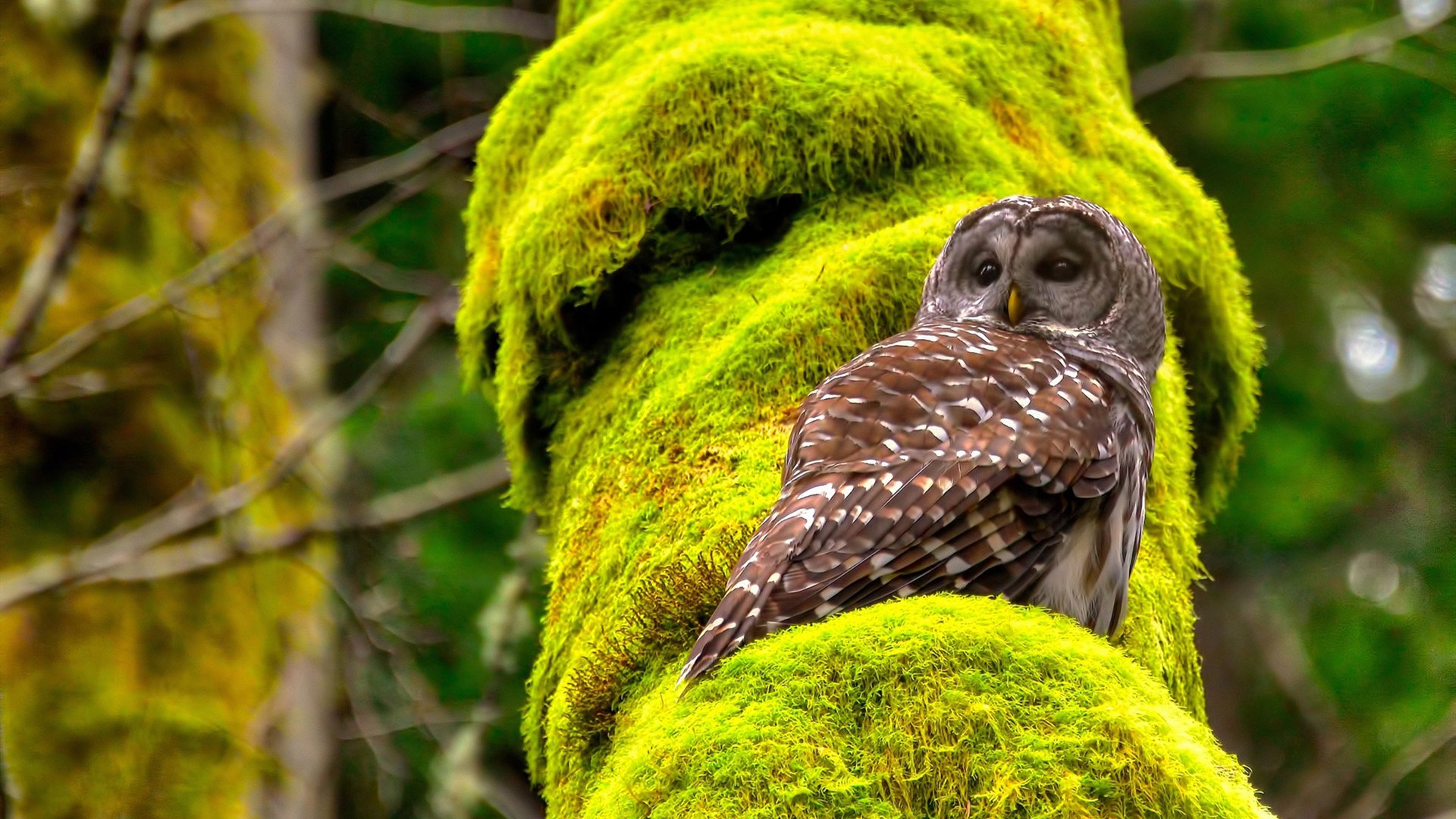 新兴媒体平台推出全程回看功能让球迷不错过任何比赛瞬间，全场回看