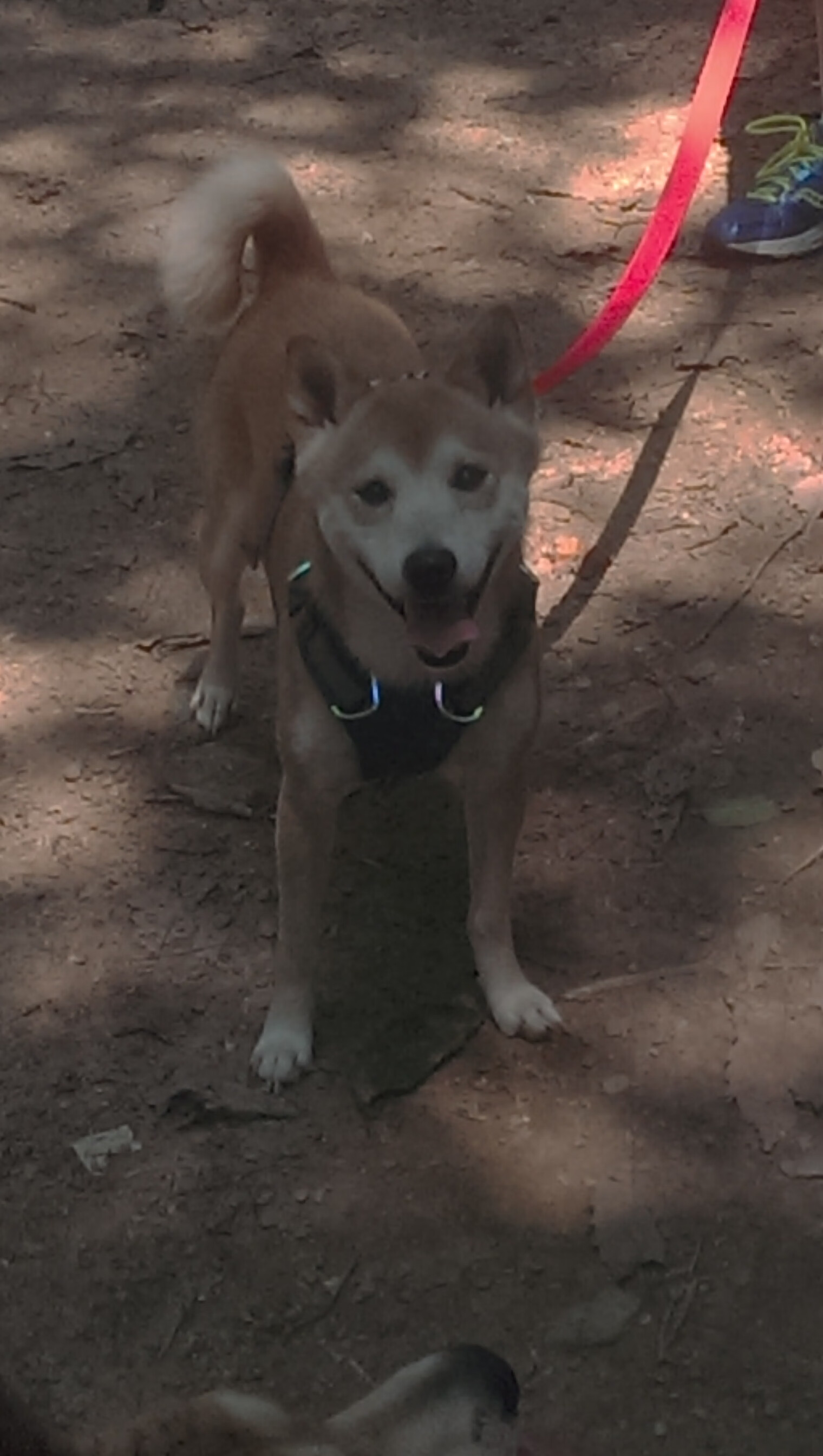 开云网站-水球快攻波兰主导比赛节奏，波兰球攻略