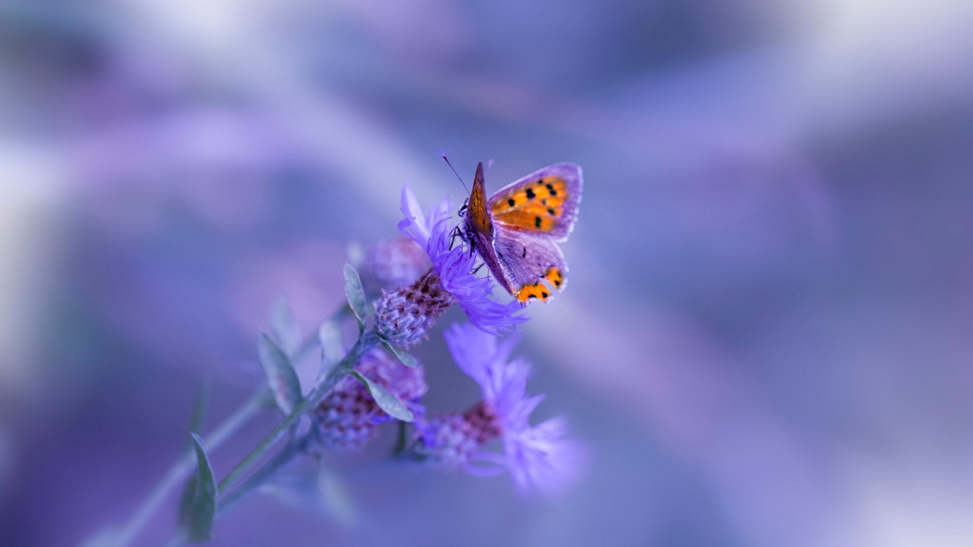 开云kaiyun-苏炳添开跑瞬间优势明显全场沸腾，苏炳添i