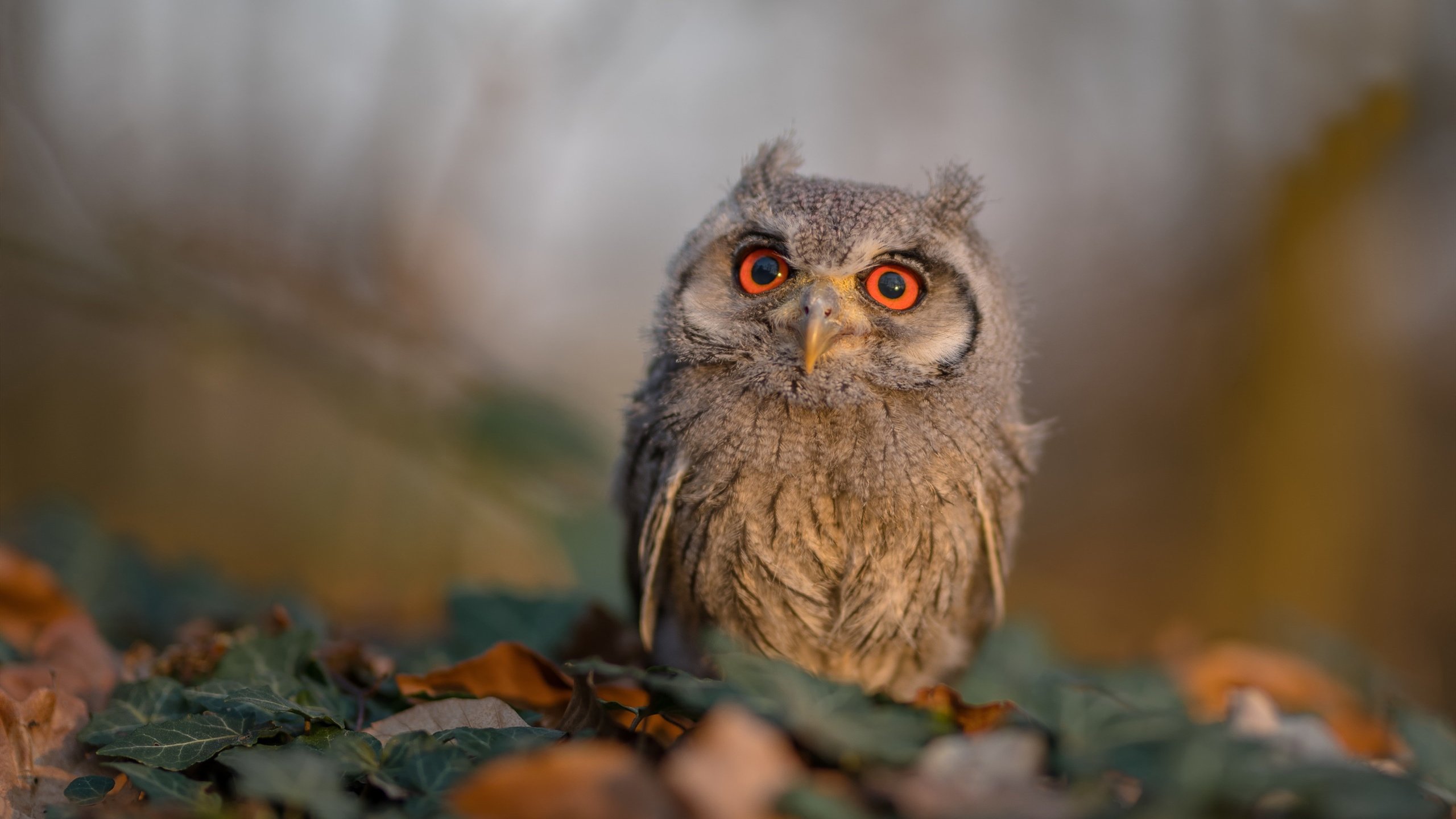 开云入口-韩国女篮在亚洲锦标赛中奋勇争冠，值得期待